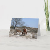 Moeder en Baby paard in Assateague Kaart (Voorkant)