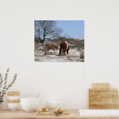 Moeder en Baby paard in Assateague Poster (Keuken)