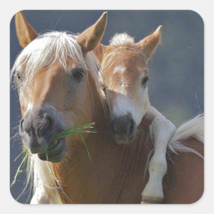 Moeder en Baby paard Vierkante Sticker