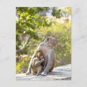 Moeder en baby Rhesus Macaque apen aan de muur Briefkaart