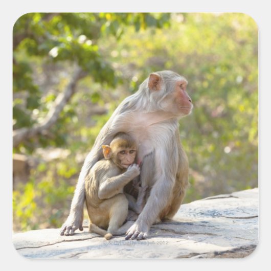 Moeder en baby Rhesus Macaque apen aan de muur Vierkante Sticker (Voorkant)