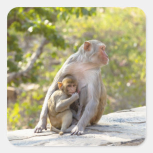 Moeder en baby Rhesus Macaque apen aan de muur Vierkante Sticker