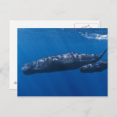 Moeder en Baby Sperm Whale Physeter macrocephalus Briefkaart (Voorkant / Achterkant)