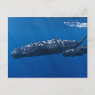 Moeder en Baby Sperm Whale Physeter macrocephalus Briefkaart