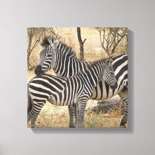 Moeder en Baby Zebra Canvas Print (Voorkant)