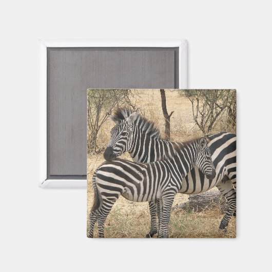 Moeder en Baby Zebra Magnet (Voorkant / Achterkant)