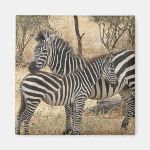 Moeder en Baby Zebra Magnet