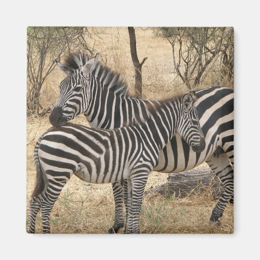 Moeder en Baby Zebra Magnet (Voorkant)
