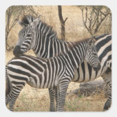 Moeder en Baby Zebra Sticker (Voorkant)