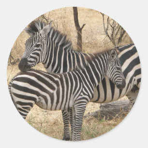 Moeder en Baby Zebra Sticker