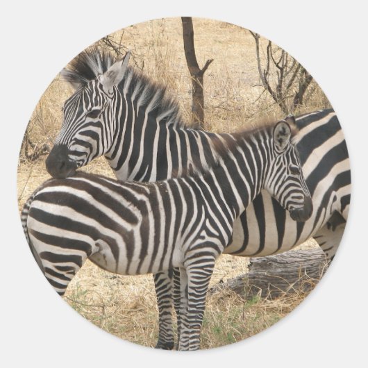 Moeder en Baby Zebra Sticker (Voorkant)