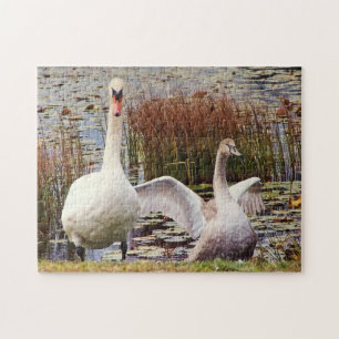Moeder en baby zwaan Wilde dieren Schattig Legpuzzel