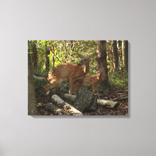Moeder en babyhert in Shenandoah National Park Canvas Afdruk