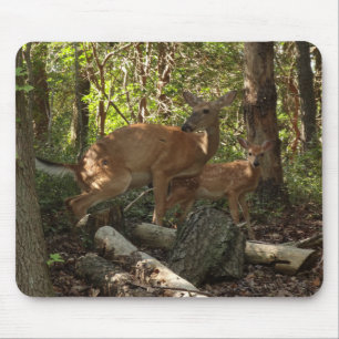 Moeder en babyhert in Shenandoah National Park Muismat