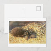 Moeder en baby's Hedgehog  Briefkaart (Voorkant / Achterkant)