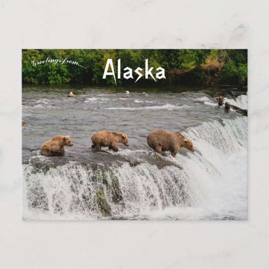 Moeder en Beer welpen Gevist in Alaska Briefkaart (Voorkant)