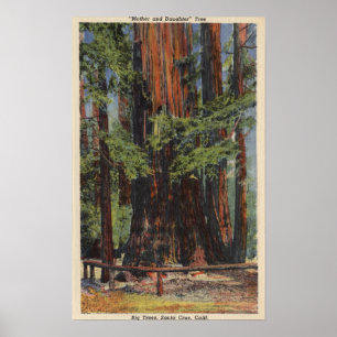 "Moeder" en "Dochter" in Big Trees Park Poster