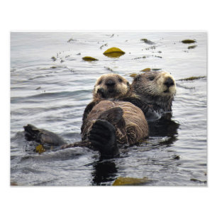 Moeder en Jong Zeeotter Foto Afdruk