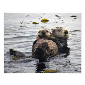 Moeder en Jong Zeeotter Foto Afdruk