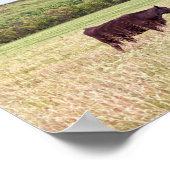 Moeder en kalf in de Flint Hills Poster (Hoek)