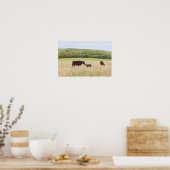 Moeder en kalf in de Flint Hills Poster (Keuken)