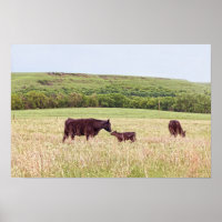 Moeder en kalf in de Flint Hills