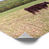 Moeder en kalf in de Flint Hills Poster (Hoek)