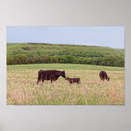 Moeder en kalf in de Flint Hills Poster