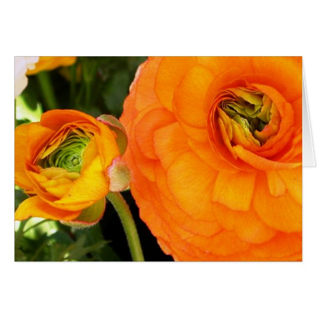 Moeder en kind (Voorkant Horizontaal)