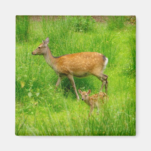 Moeder en kind - onvolwassen herten met jonge magneet (Voorkant)