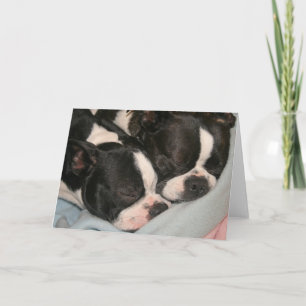 Moeder- en kinderpuppy Note-kaart Boston Terrier Kaart