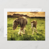 Moeder- en veefpaard briefkaart (Voorkant / Achterkant)