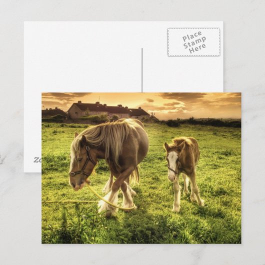 Moeder- en veefpaard briefkaart (Voorkant / Achterkant)