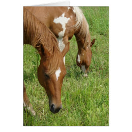 Moeder en zoon, paarden grazen