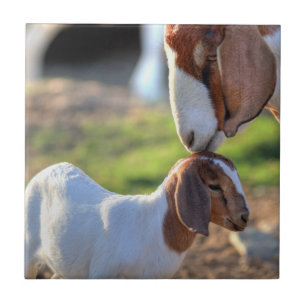 Moeder geit kussen haar baby op haar hoofd. tegeltje