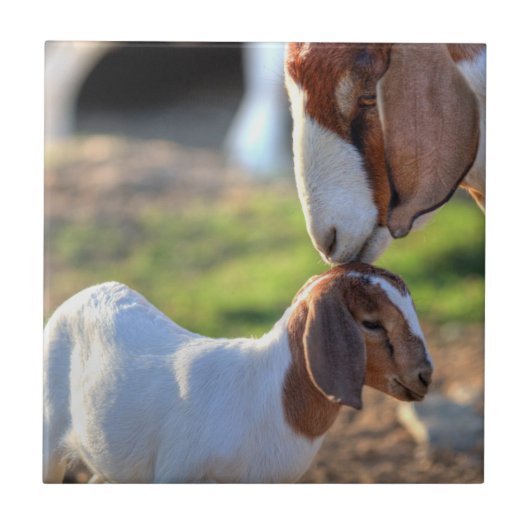 Moeder geit kussen haar baby op haar hoofd. tegeltje (Voorkant)