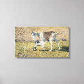 Moeder Geit met haar Jong Kind (door Segantini) Canvas Afdruk (Voorkant)
