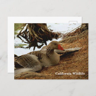 Moeder Goose Briefkaart