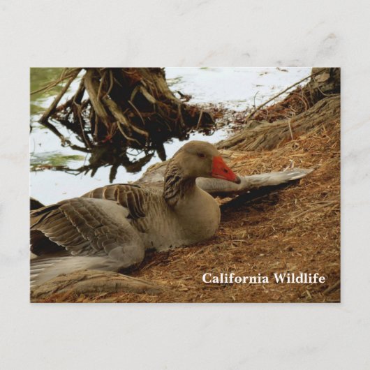 Moeder Goose Briefkaart (Voorkant)