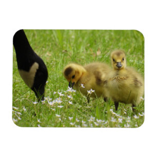 Moeder Goose (canada) en goslings Magneet