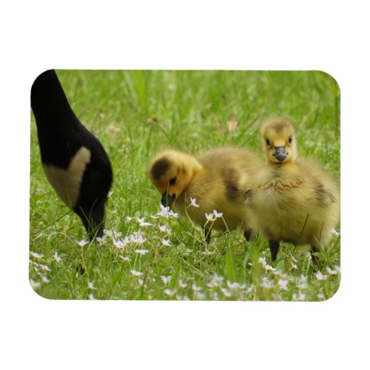 Moeder Goose (canada) en goslings Magneet (Horizontaal)