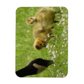 Moeder Goose (canada) en goslings Magneet (Verticaal)