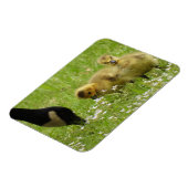 Moeder Goose (canada) en goslings Magneet (Linkerzijde)