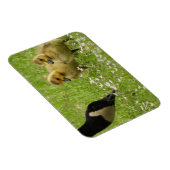 Moeder Goose (canada) en goslings Magneet (Rechterzijde)