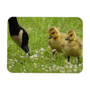 Moeder Goose (canada) en goslings Magneet