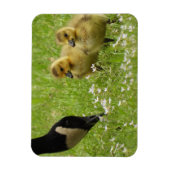 Moeder Goose (canada) en goslings Magneet (Verticaal)