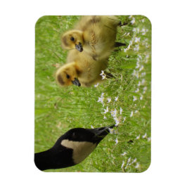 Moeder Goose (canada) en goslings Magneet