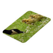 Moeder Goose (canada) en goslings Magneet (Linkerzijde)