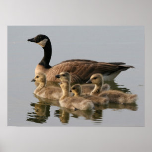 Moeder Goose en haar Goslings Poster