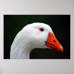 Moeder Goose Poster